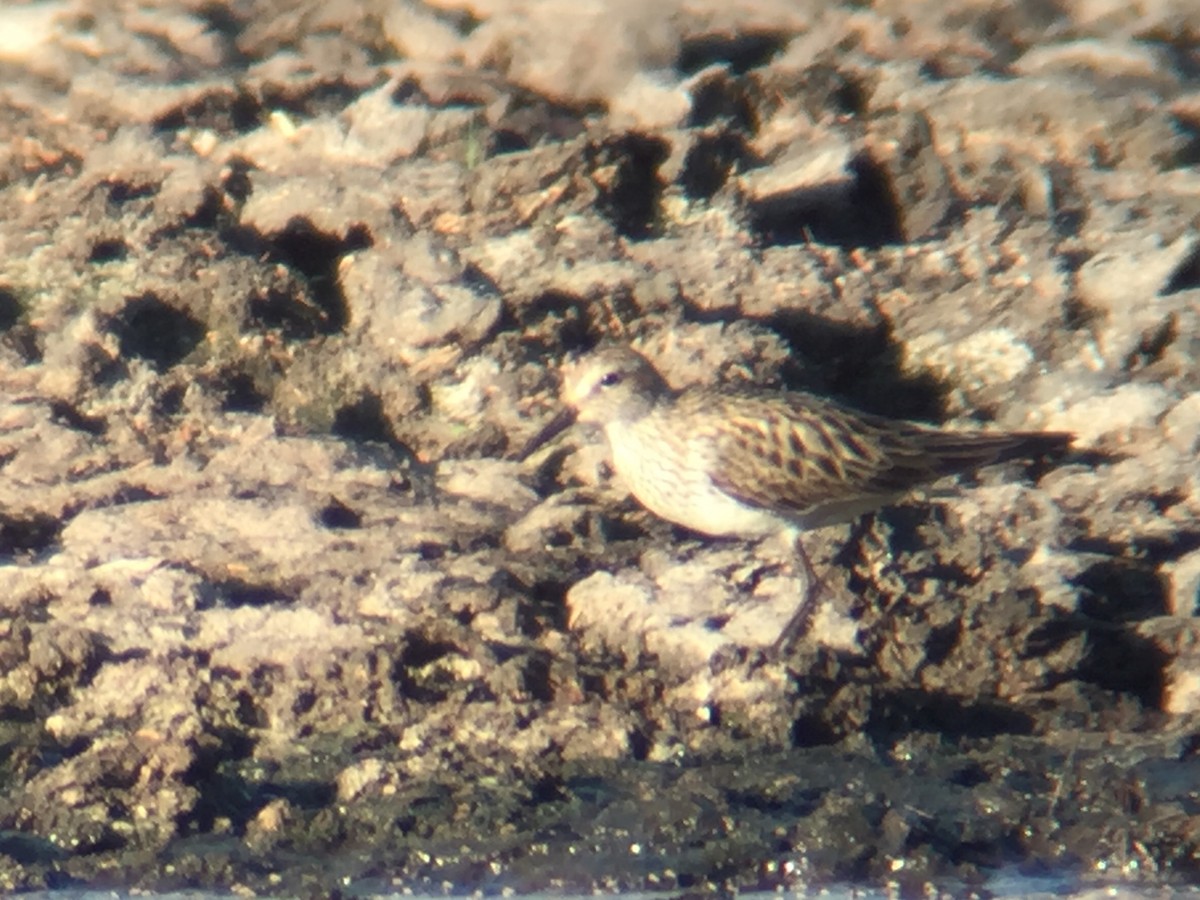 White-rumped Sandpiper - Kevin Kubach