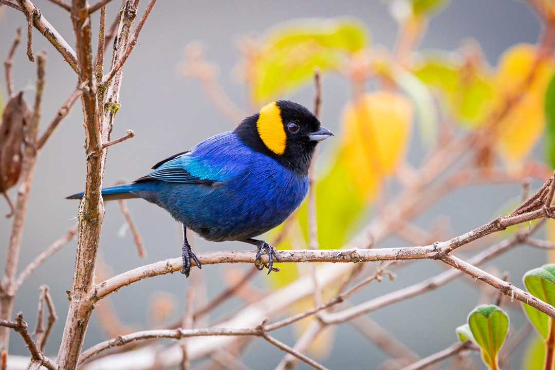 Yellow-scarfed Tanager - Miguel Lezama - Tanager Tours