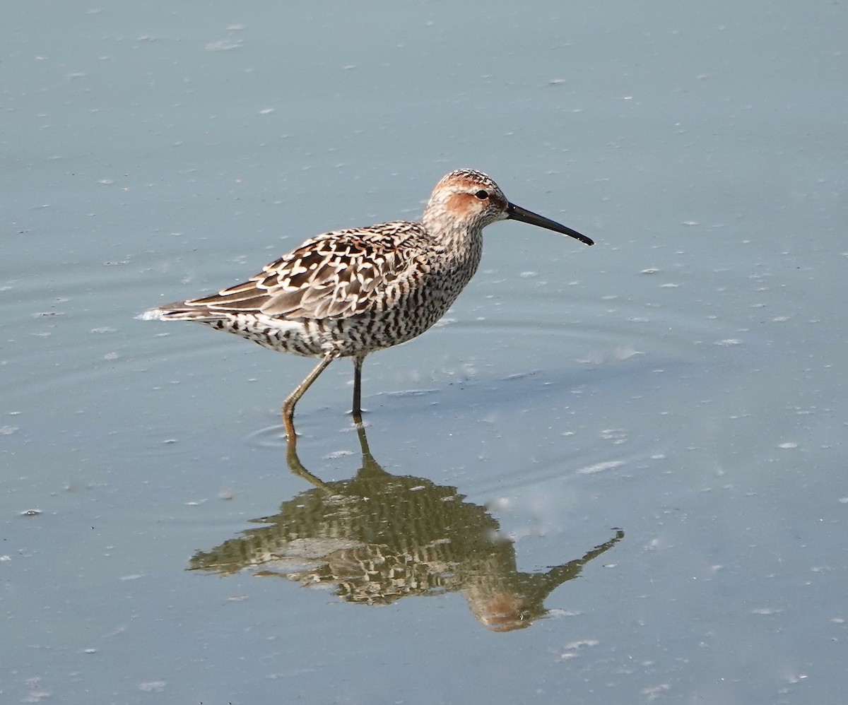 Stilt Sandpiper - ML458147711