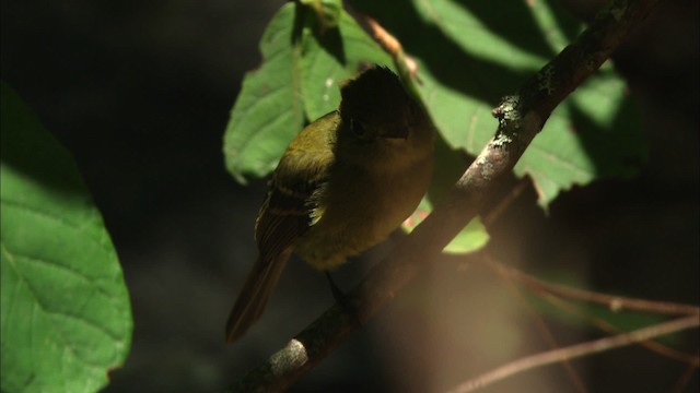 Western Flycatcher (Cordilleran) - ML458148