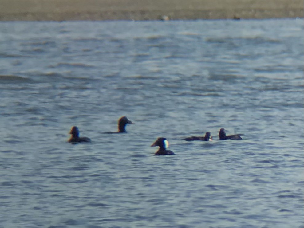 Surf Scoter - Brett Sandercock