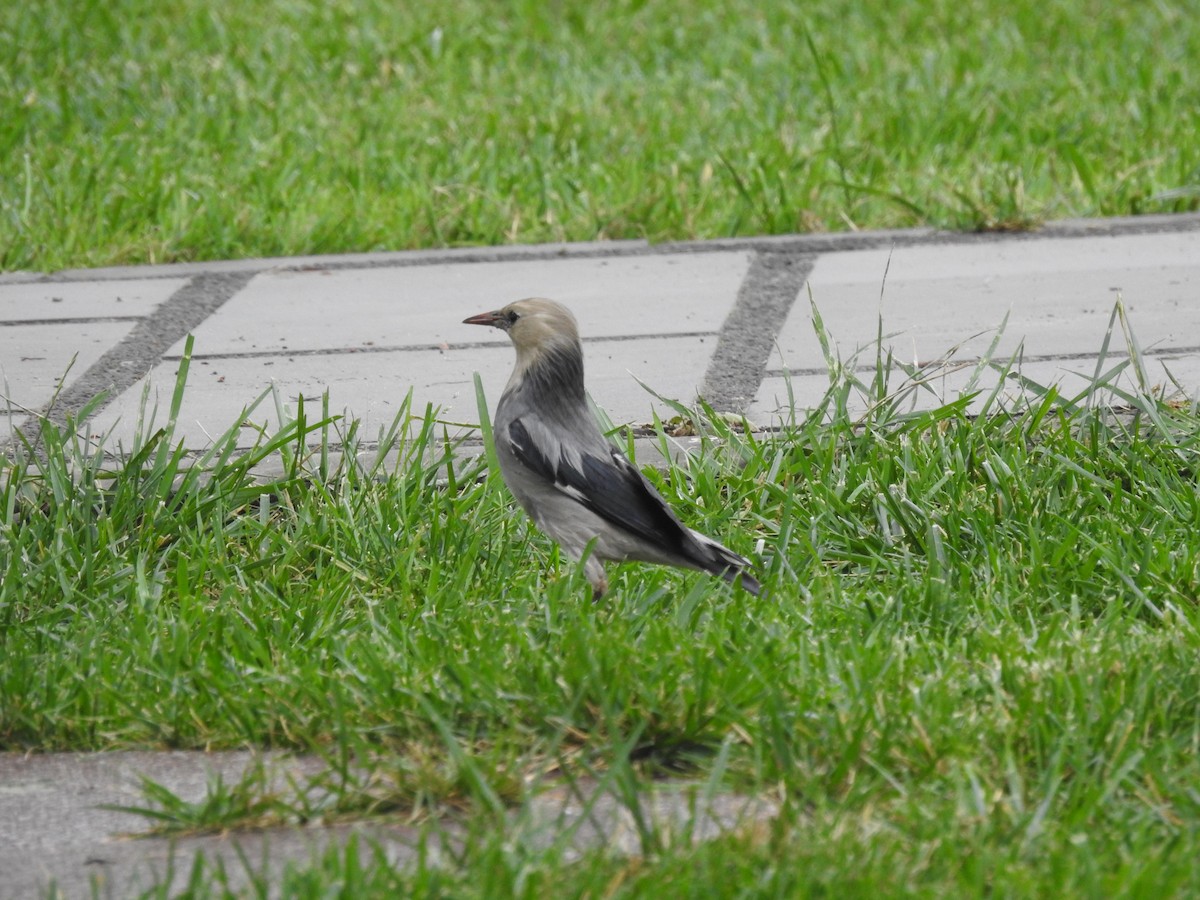 Red-billed Starling - ML458149811