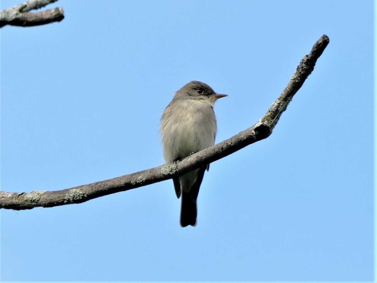 Alder Flycatcher - ML458150661