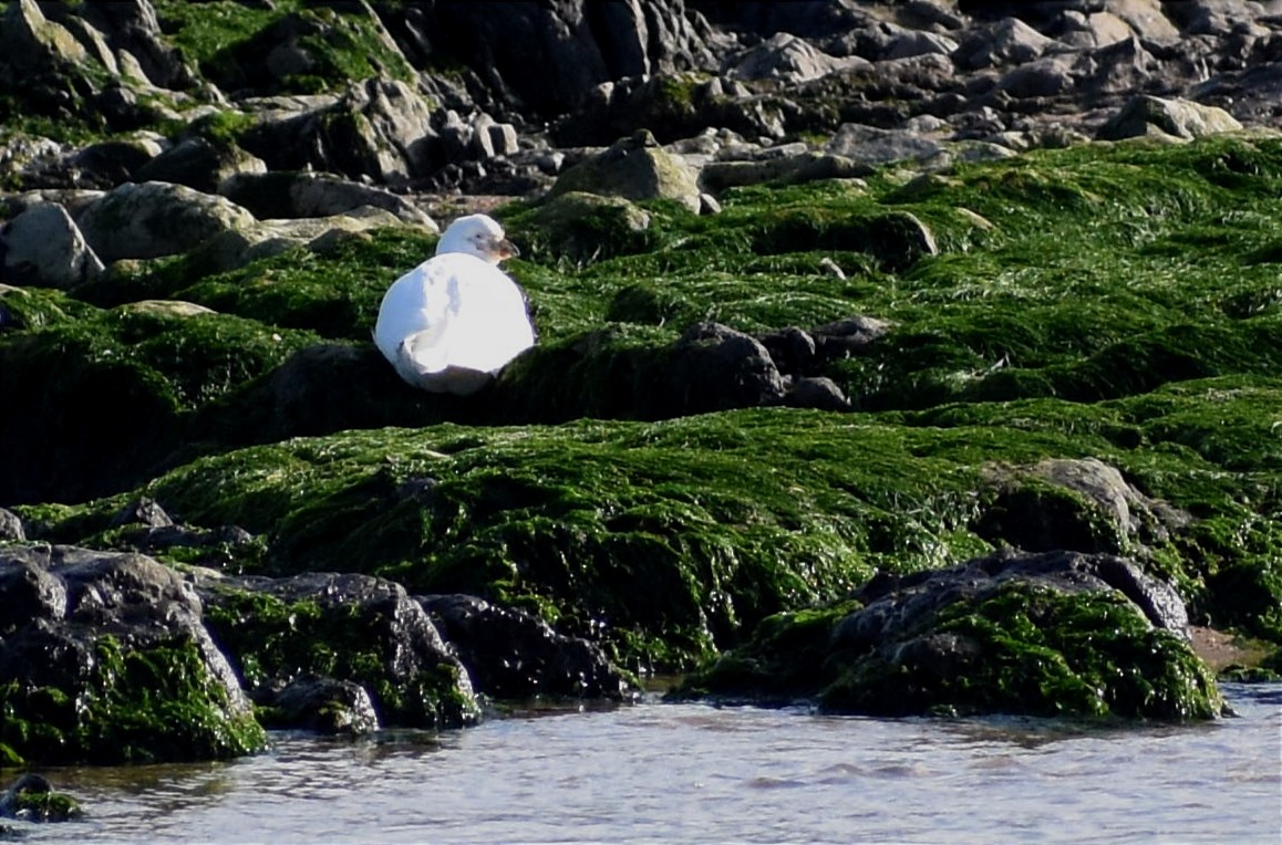 Snowy Sheathbill - ML458150981