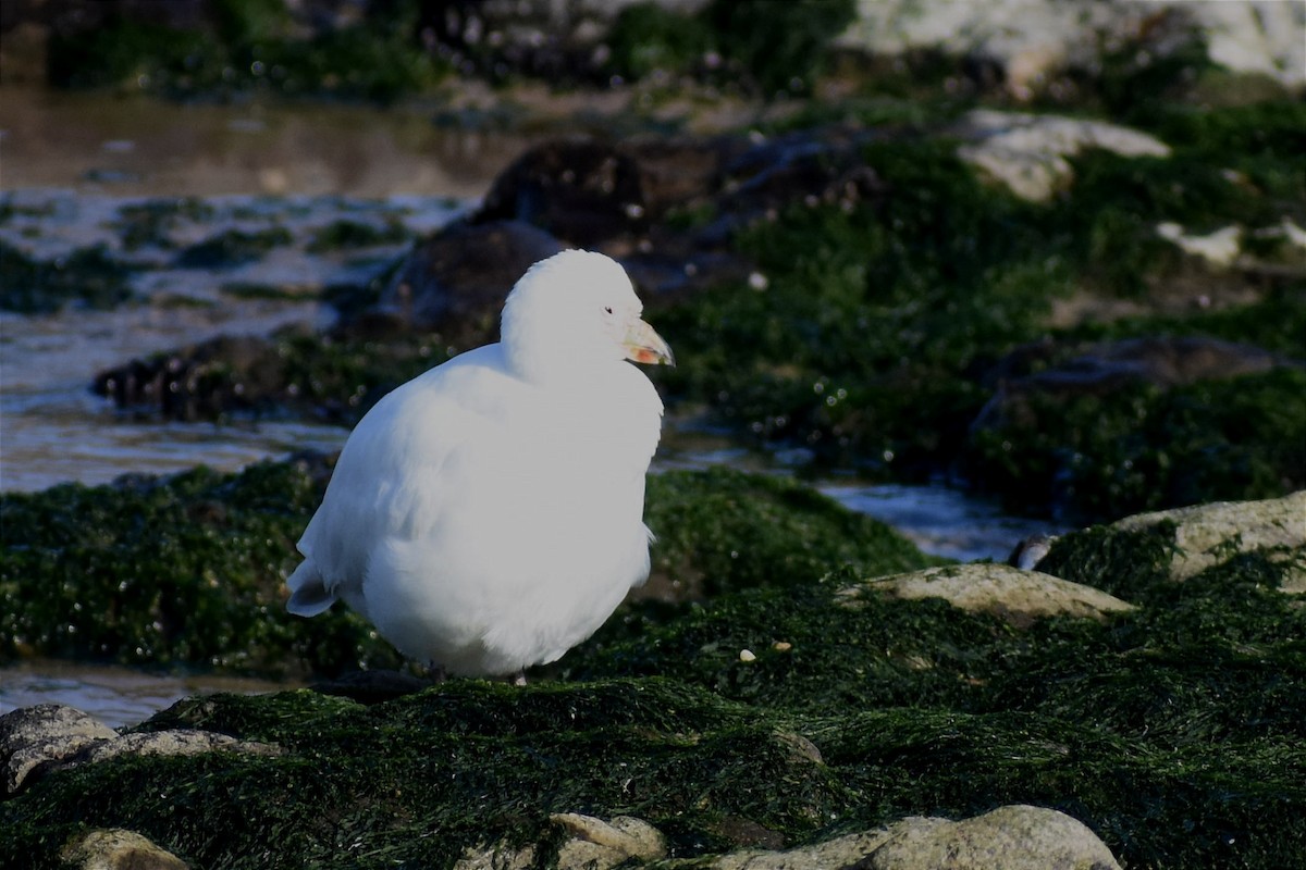 Snowy Sheathbill - ML458151011