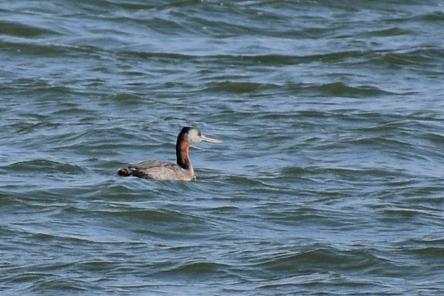 Great Grebe - ML458151181