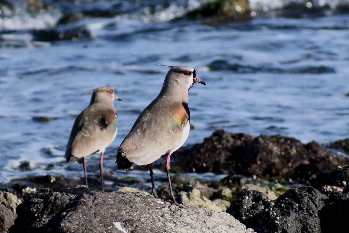 Southern Lapwing - ML458151381