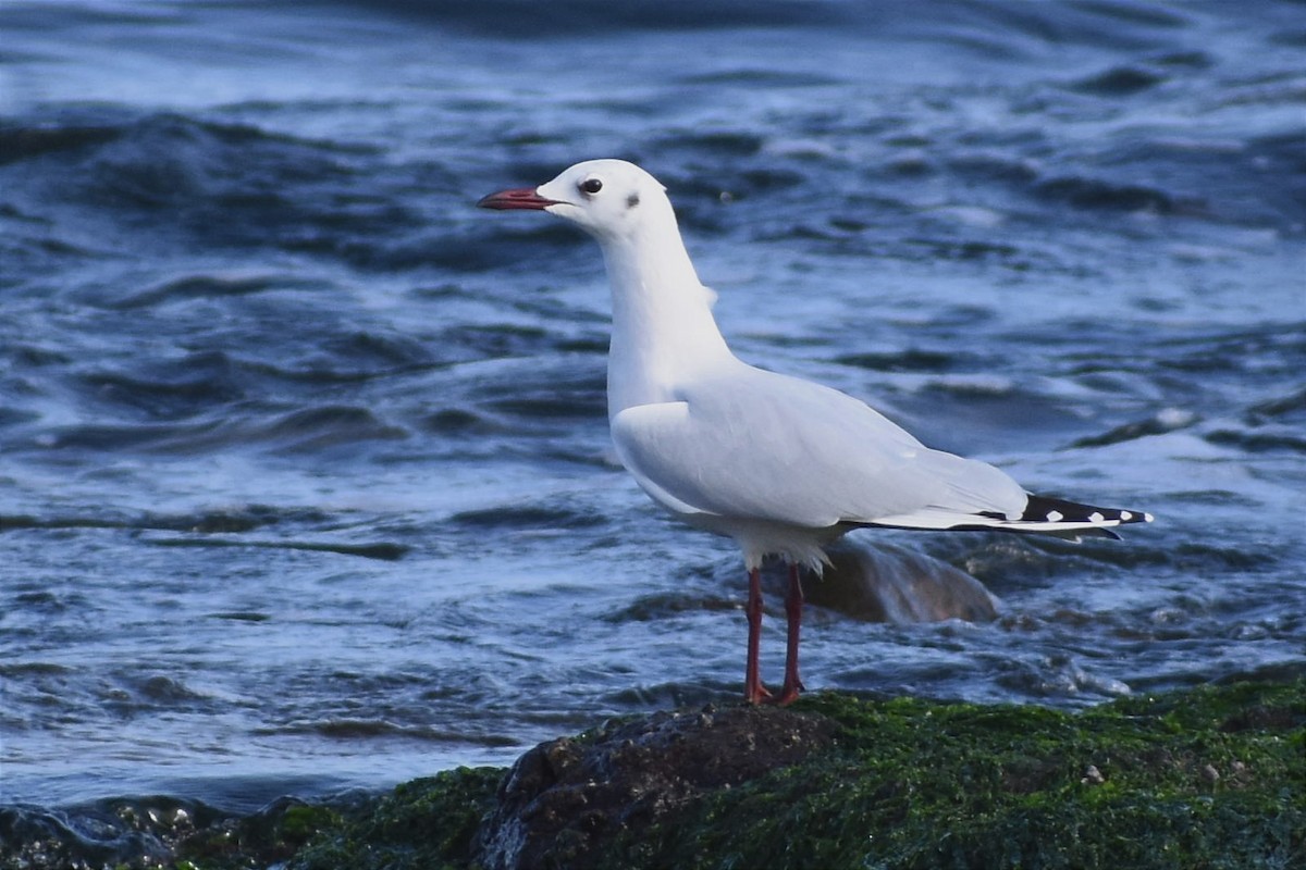 Brown-hooded Gull - ML458151541