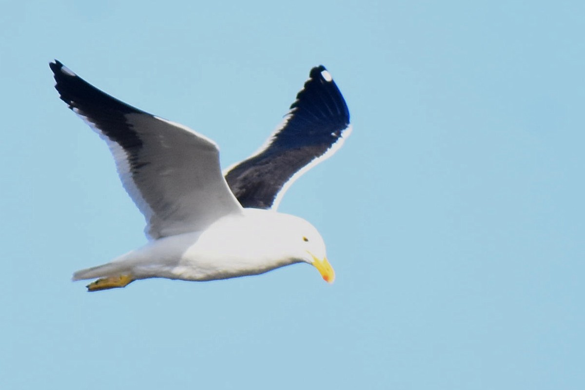 Kelp Gull - ML458151631