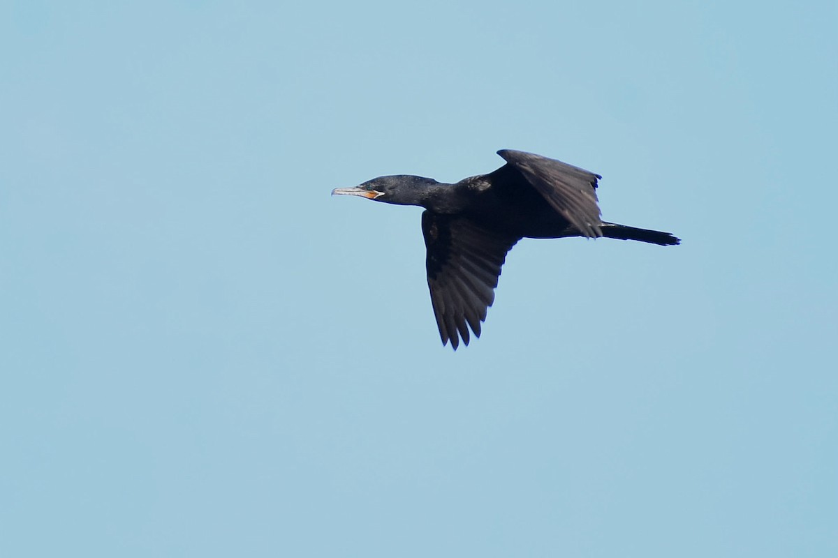 Neotropic Cormorant - ML458151661