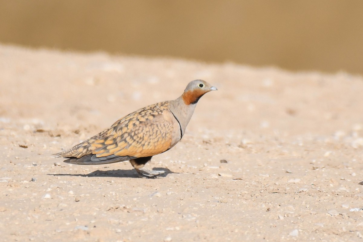 Black-bellied Sandgrouse - Itamar Donitza