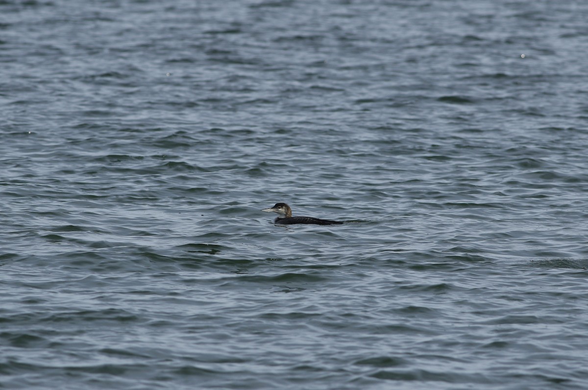 Common Loon - miriam avello