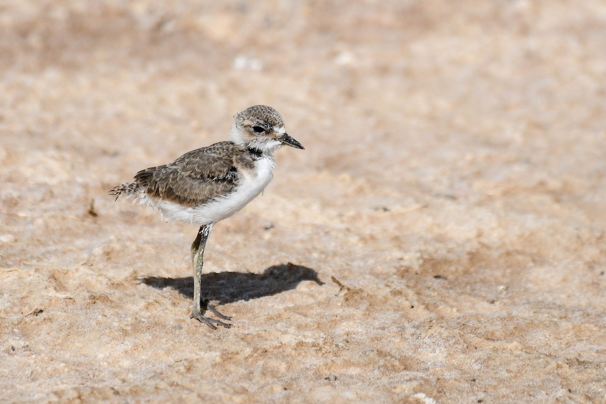 Kentish Plover - Itamar Donitza