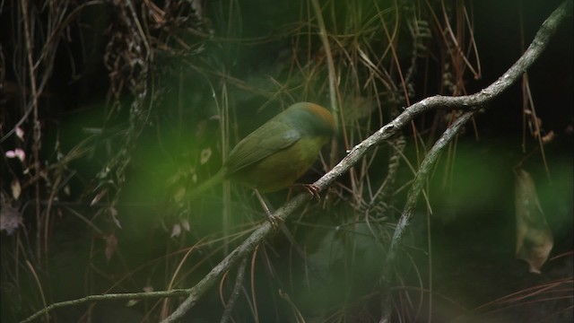 Rufous-capped Brushfinch - ML458155