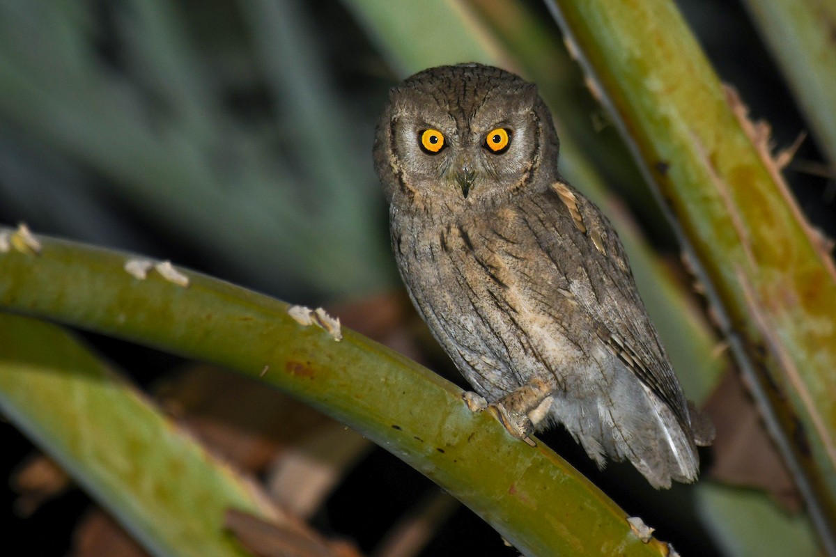 Pallid Scops-Owl - ML458155481