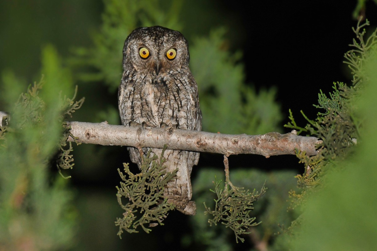 Eurasian Scops-Owl - Itamar Donitza