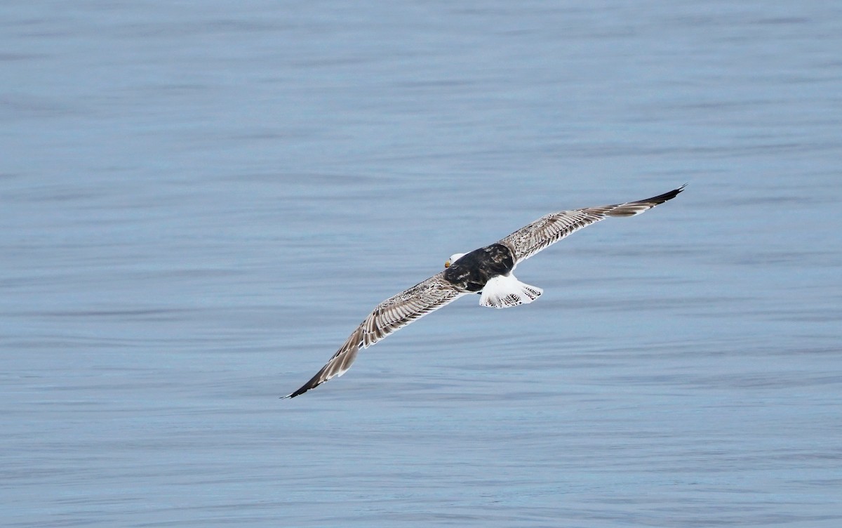 Great Black-backed Gull - ML458156871