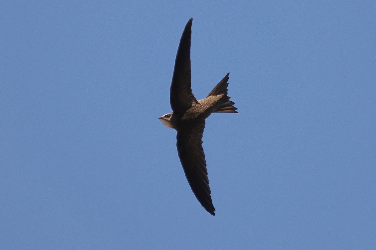 Pallid Swift - ML458157291