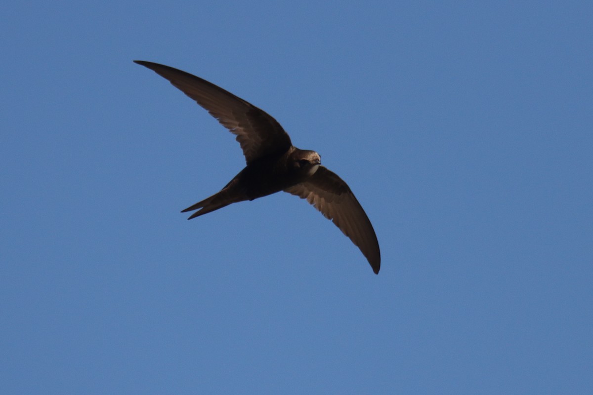 Common Swift - ML458157341