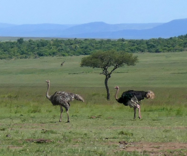 Common Ostrich - ML458158161