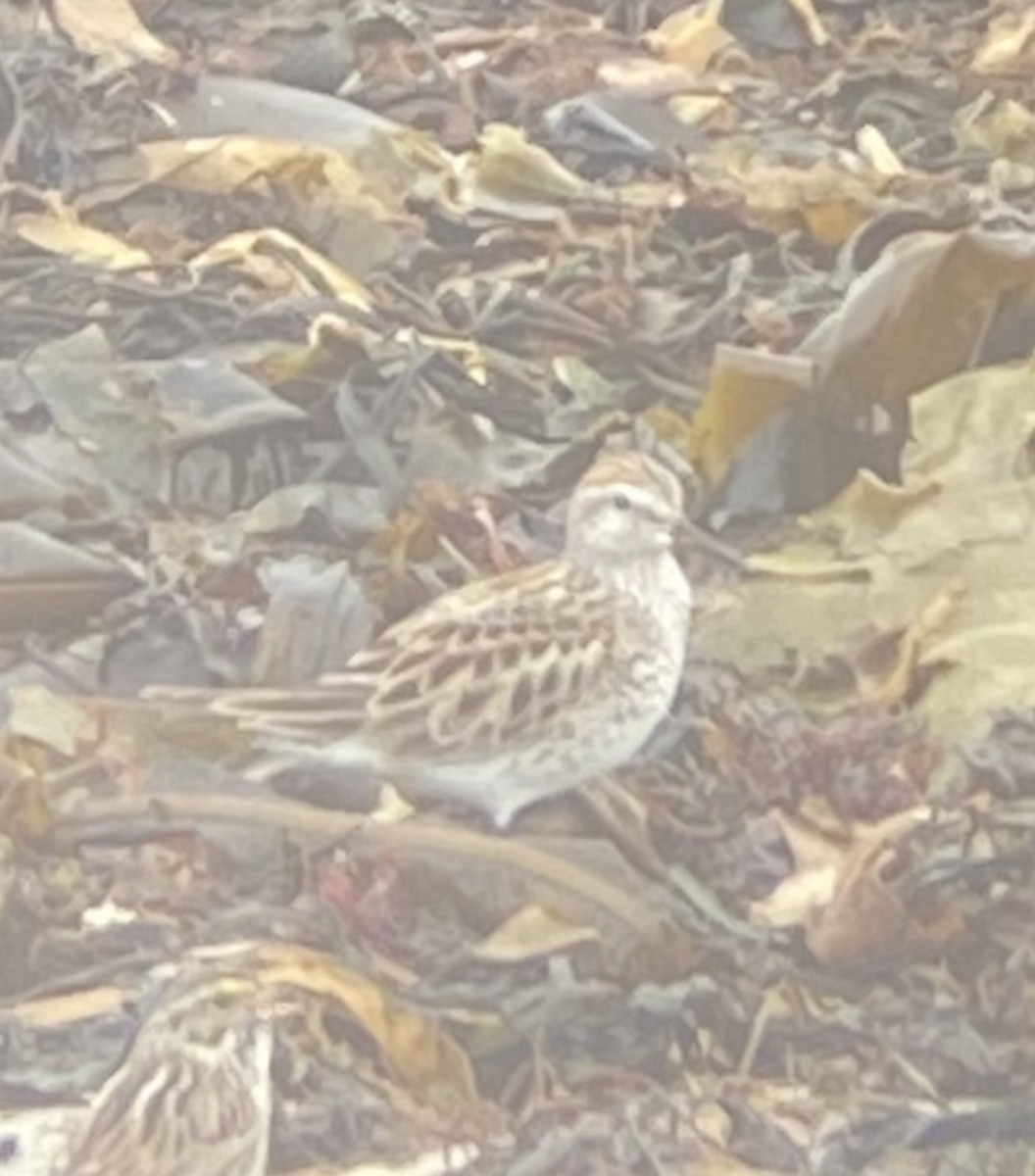 White-rumped Sandpiper - ML458158321