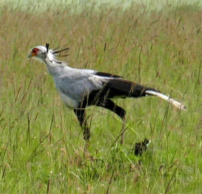 Secretarybird - ML458158551