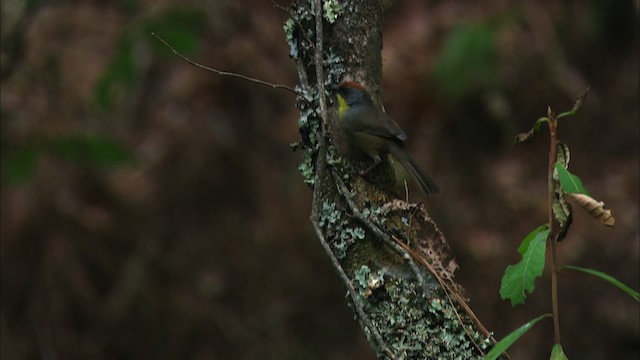 Rufous-capped Brushfinch - ML458159