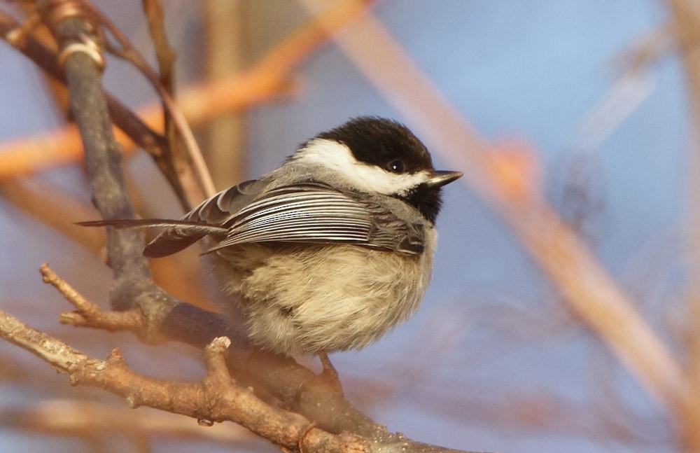 Carolina Chickadee - ML45815971