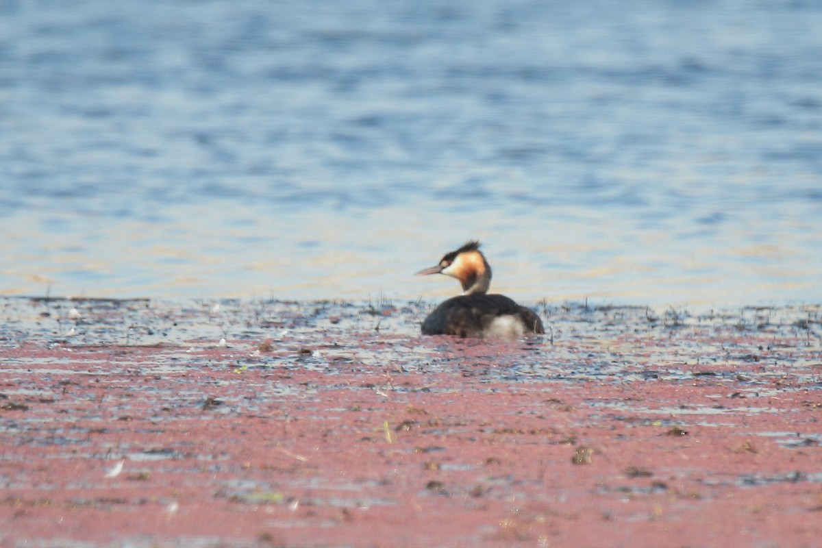 Great Crested Grebe - ML458160401