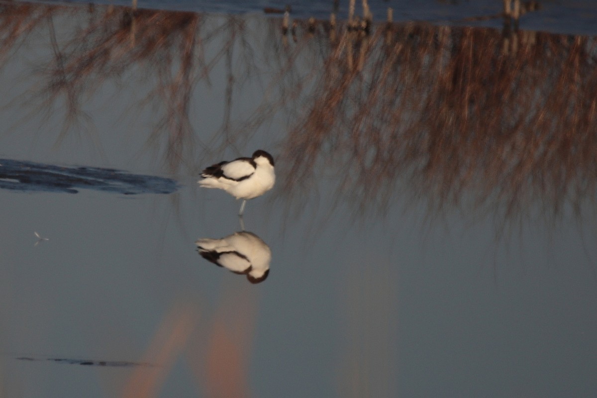 Pied Avocet - ML458160721