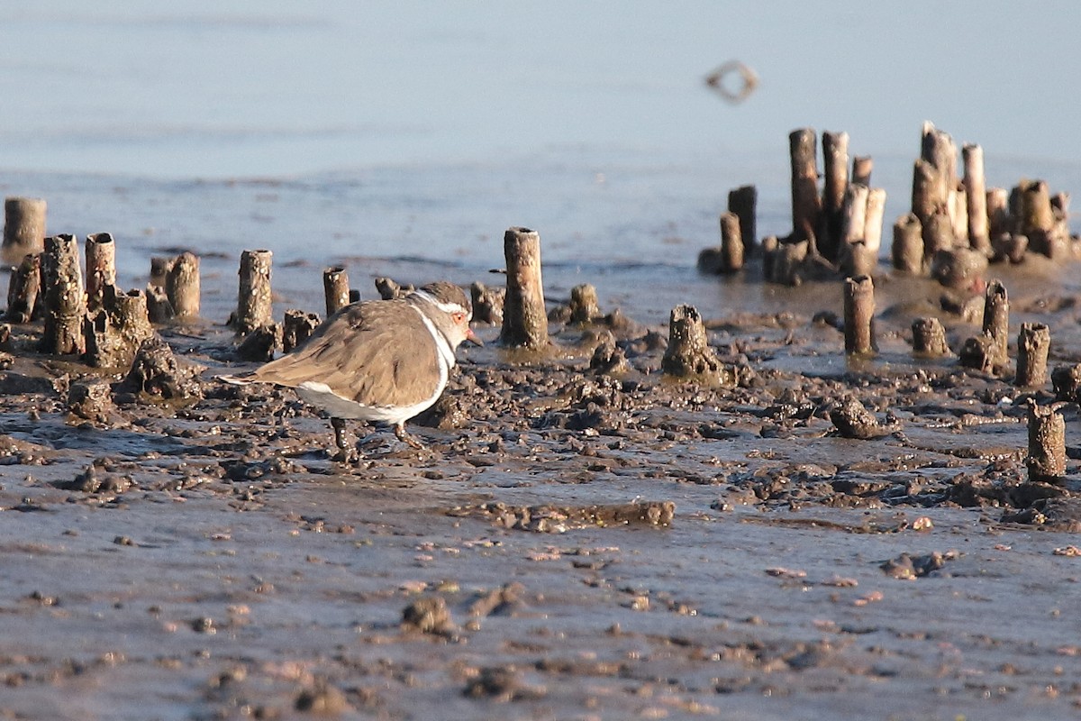 Three-banded Plover - ML458160851