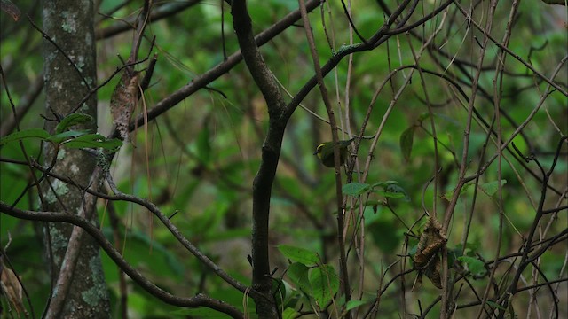 Golden-browed Warbler - ML458161