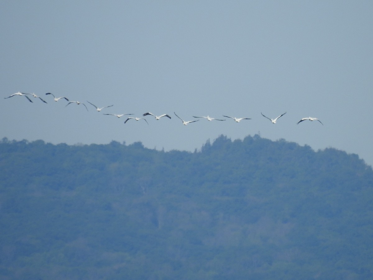 American White Pelican - ML458161091