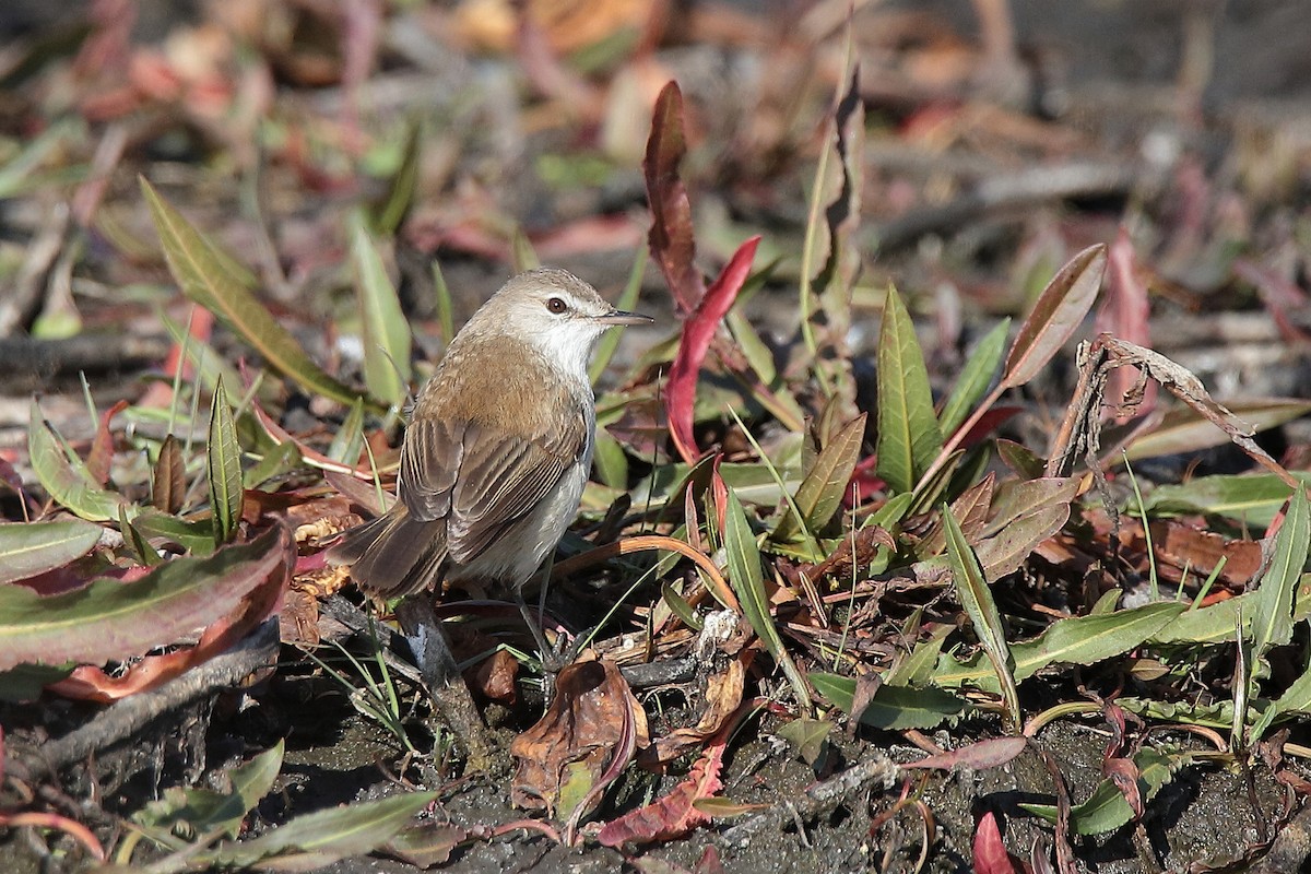 Lesser Swamp Warbler - ML458161861