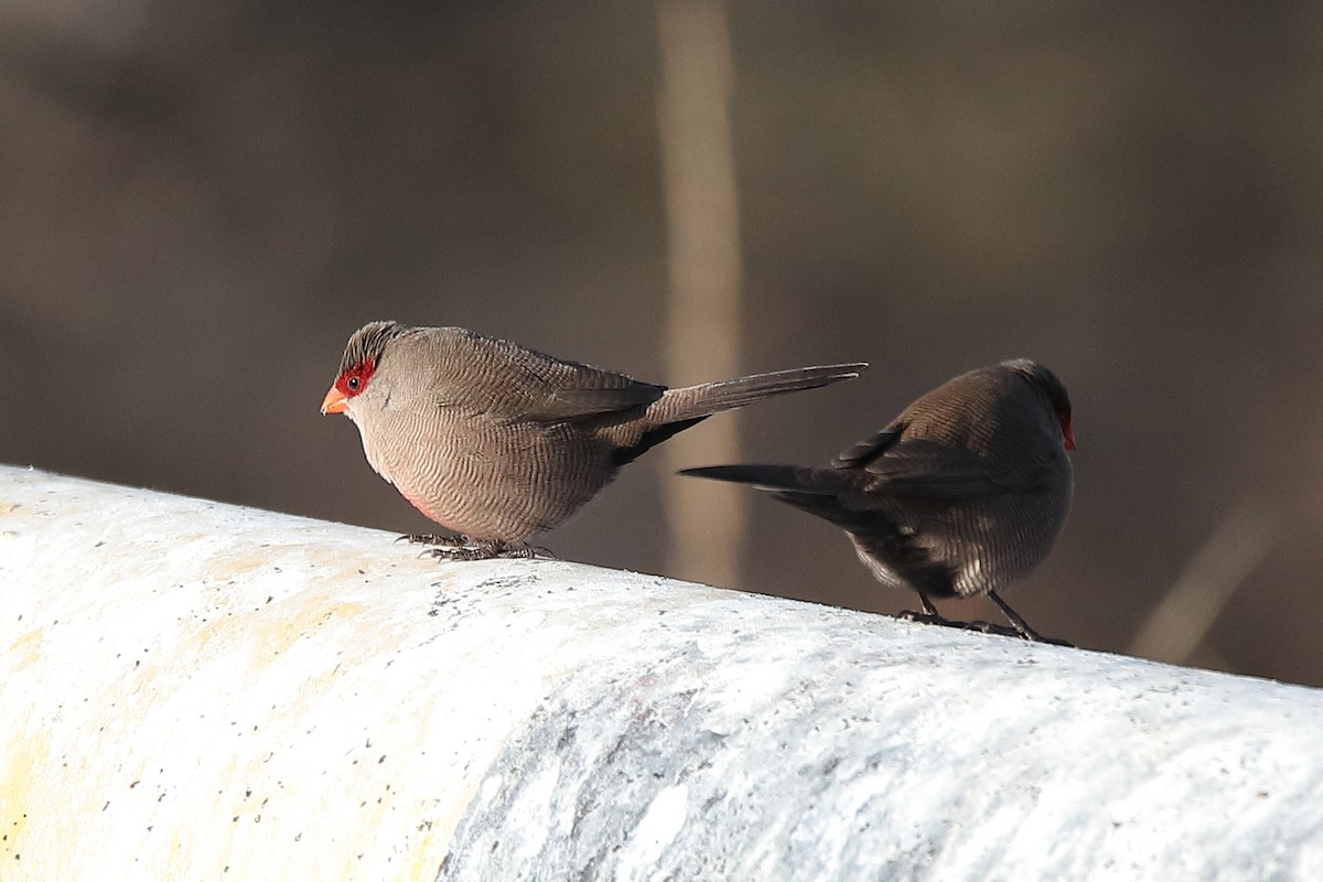 Common Waxbill - ML458162001