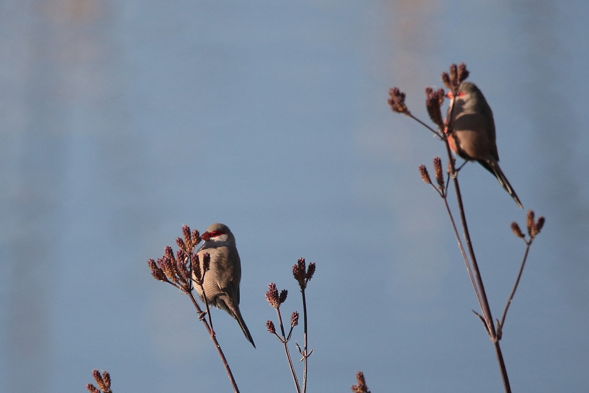 Common Waxbill - ML458162011