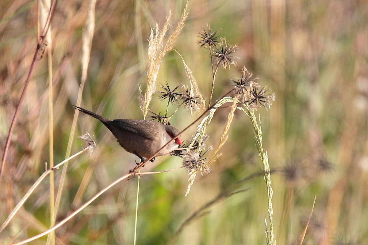 Common Waxbill - ML458162031