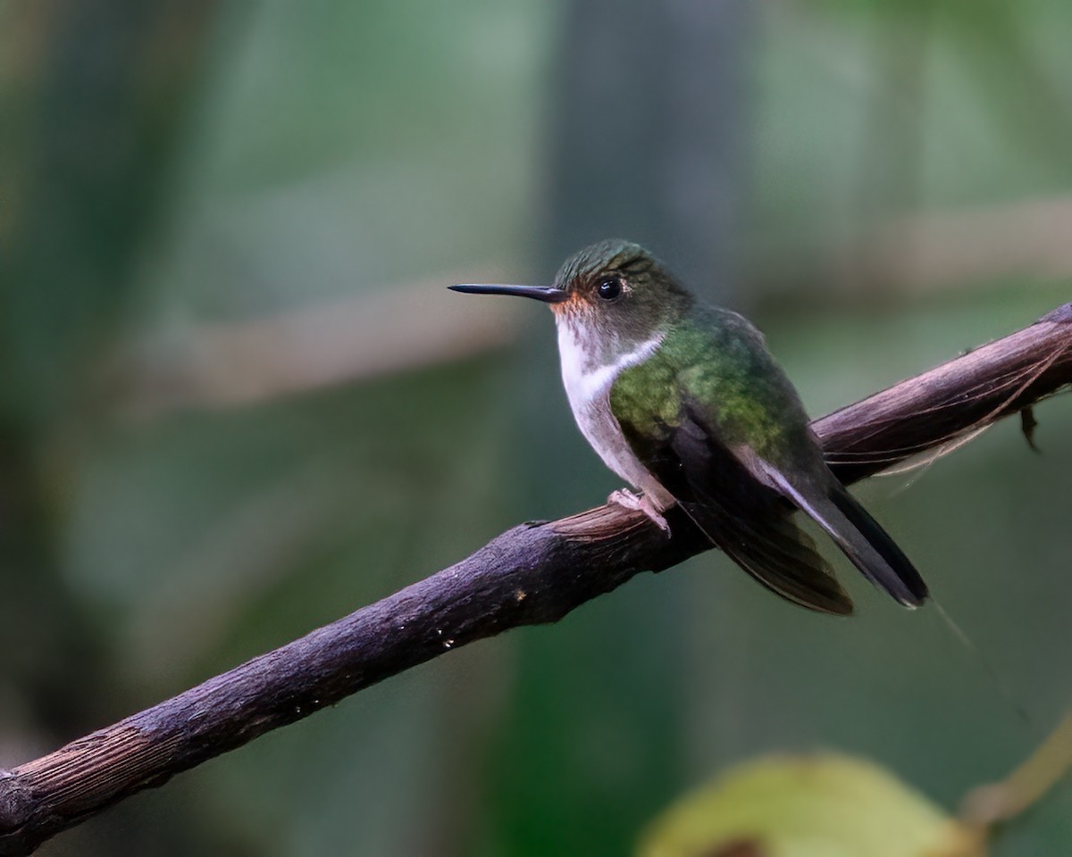 Ekvador Kuyrukkakan Kolibrisi - ML458162421