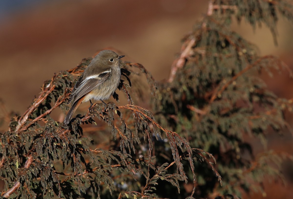 White-throated Redstart - ML45816311