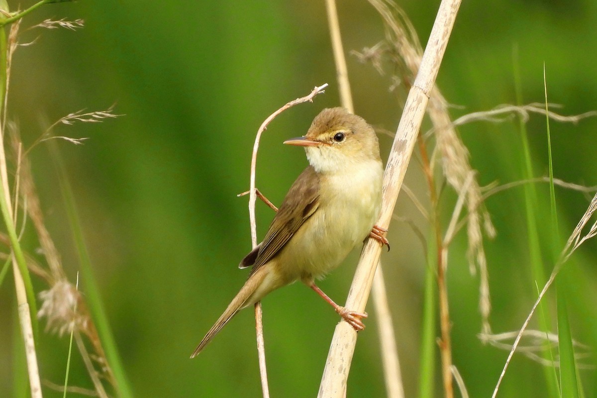 Marsh Warbler - ML458164391