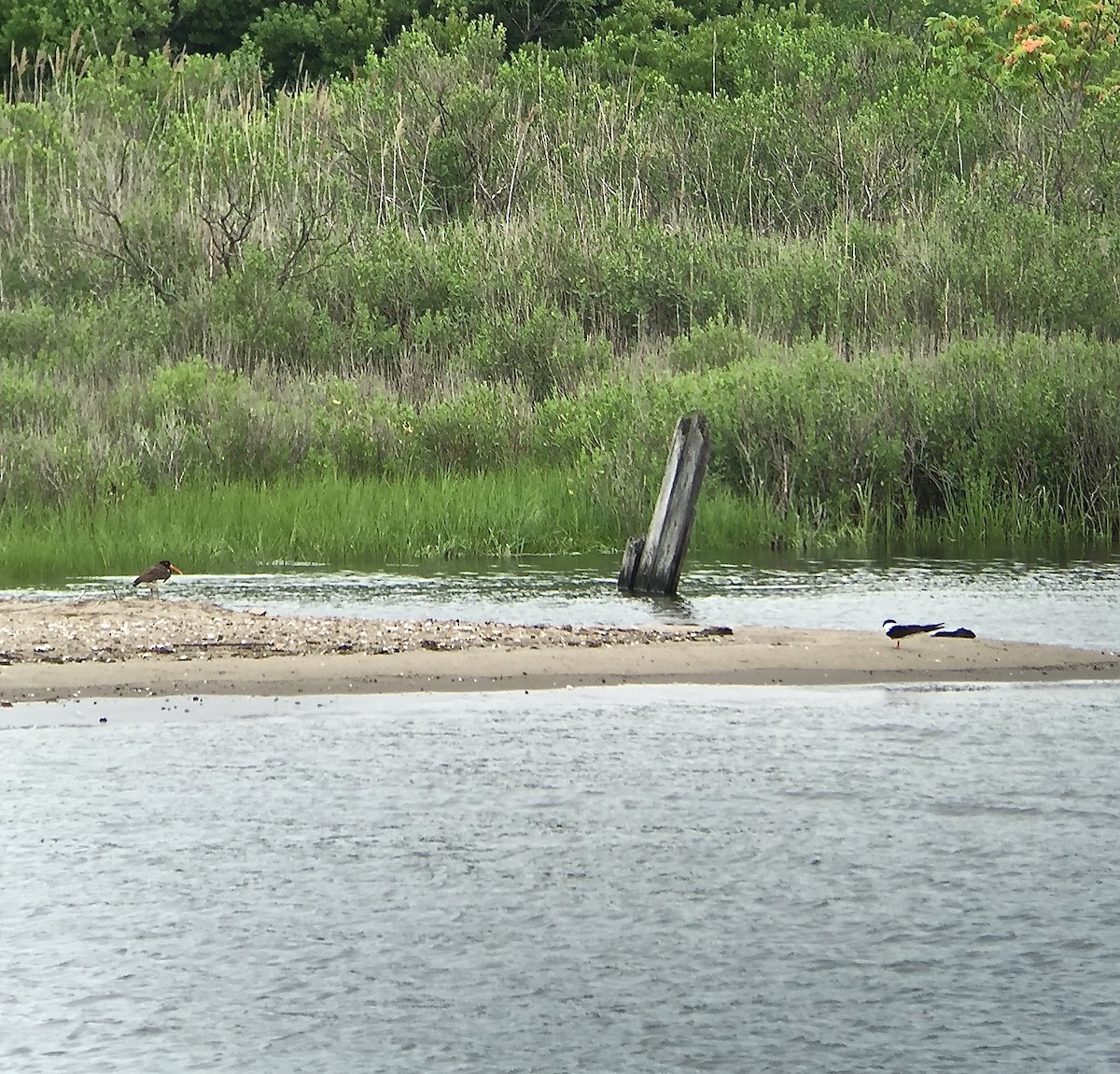 American Oystercatcher - ML45816451