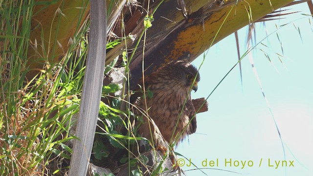 Eurasian Kestrel (Canary Is.) - ML458166151