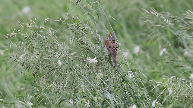 Dickcissel d'Amérique - ML458166471