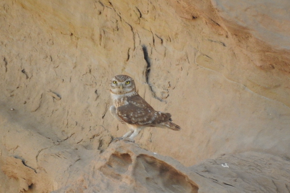 Little Owl (Lilith) - Keramat Hafezi