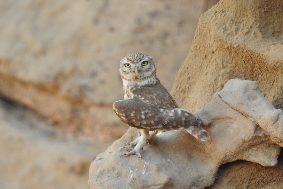 Little Owl (Lilith) - ML458167371