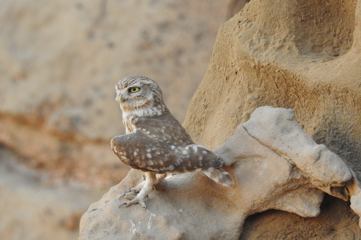 Little Owl (Lilith) - Keramat Hafezi