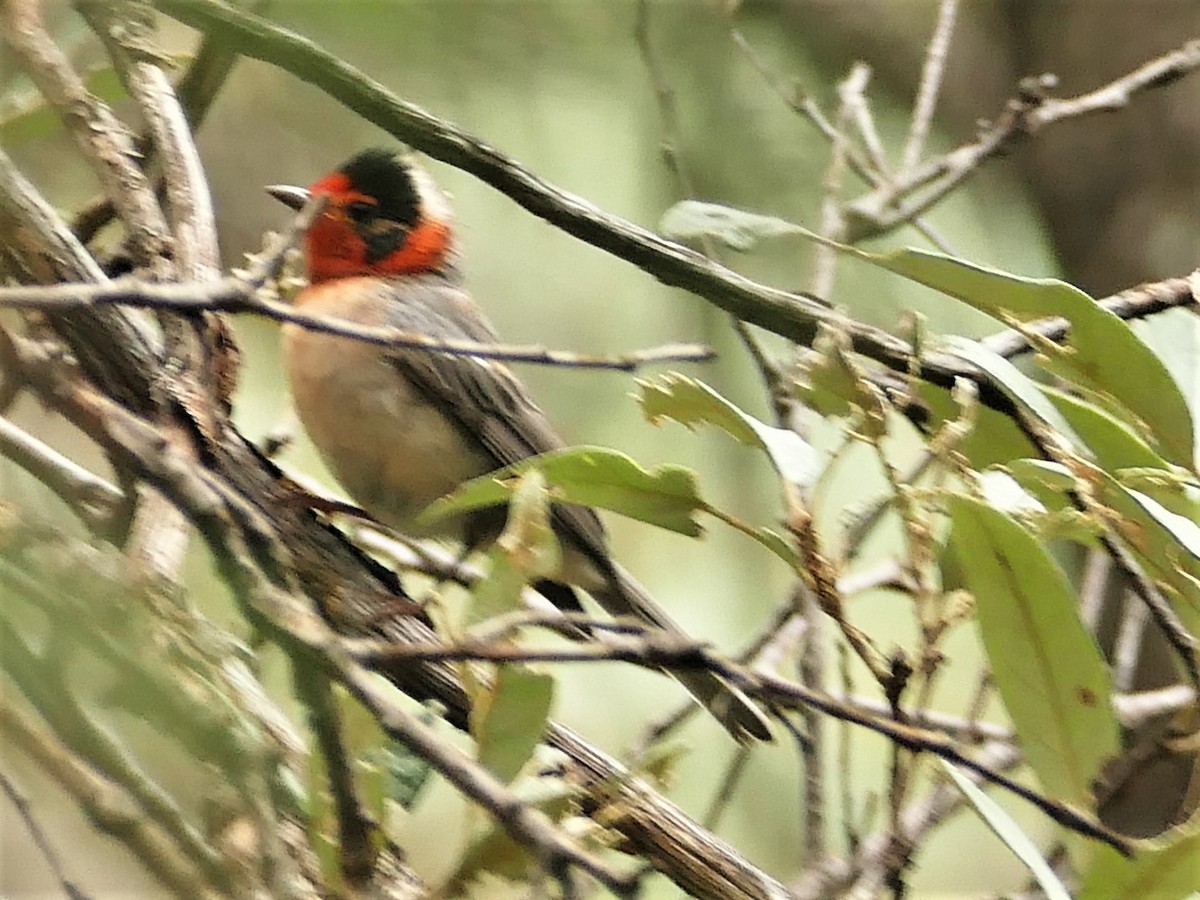 Red-faced Warbler - ML458167851