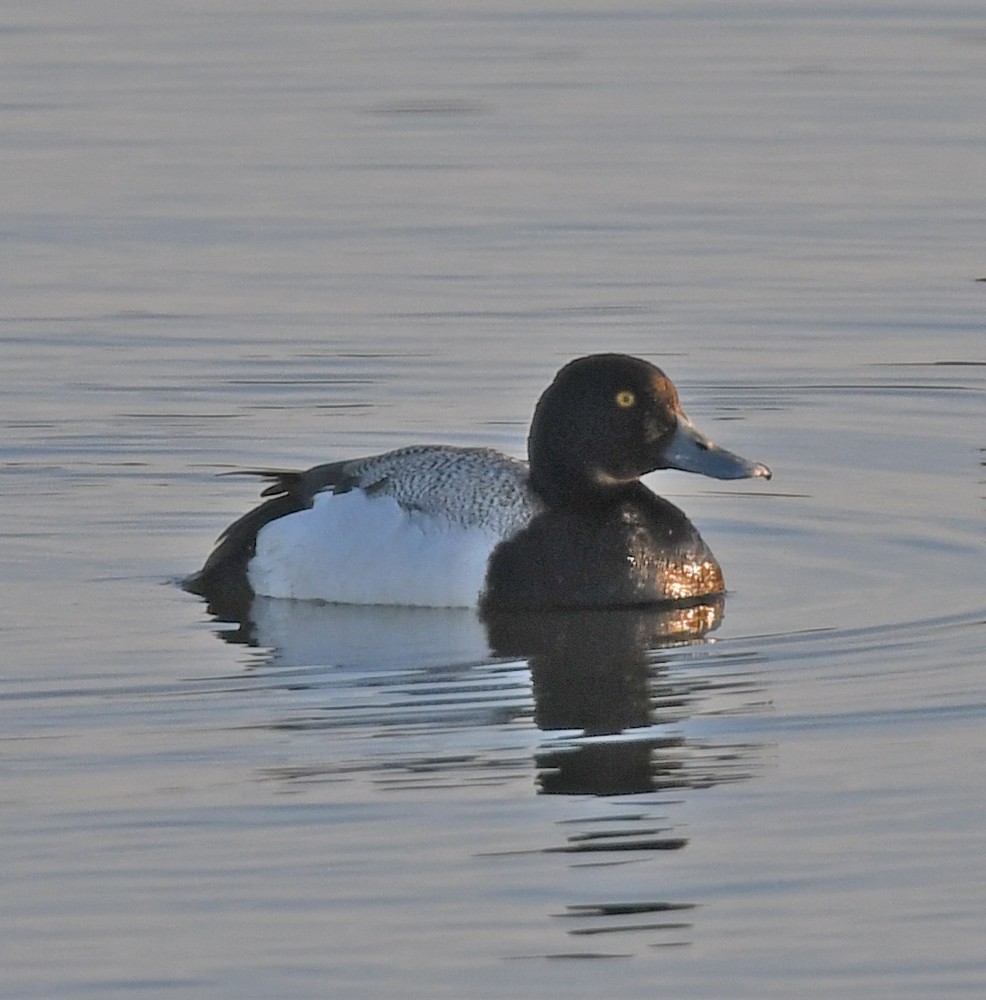 Greater Scaup - ML458168031