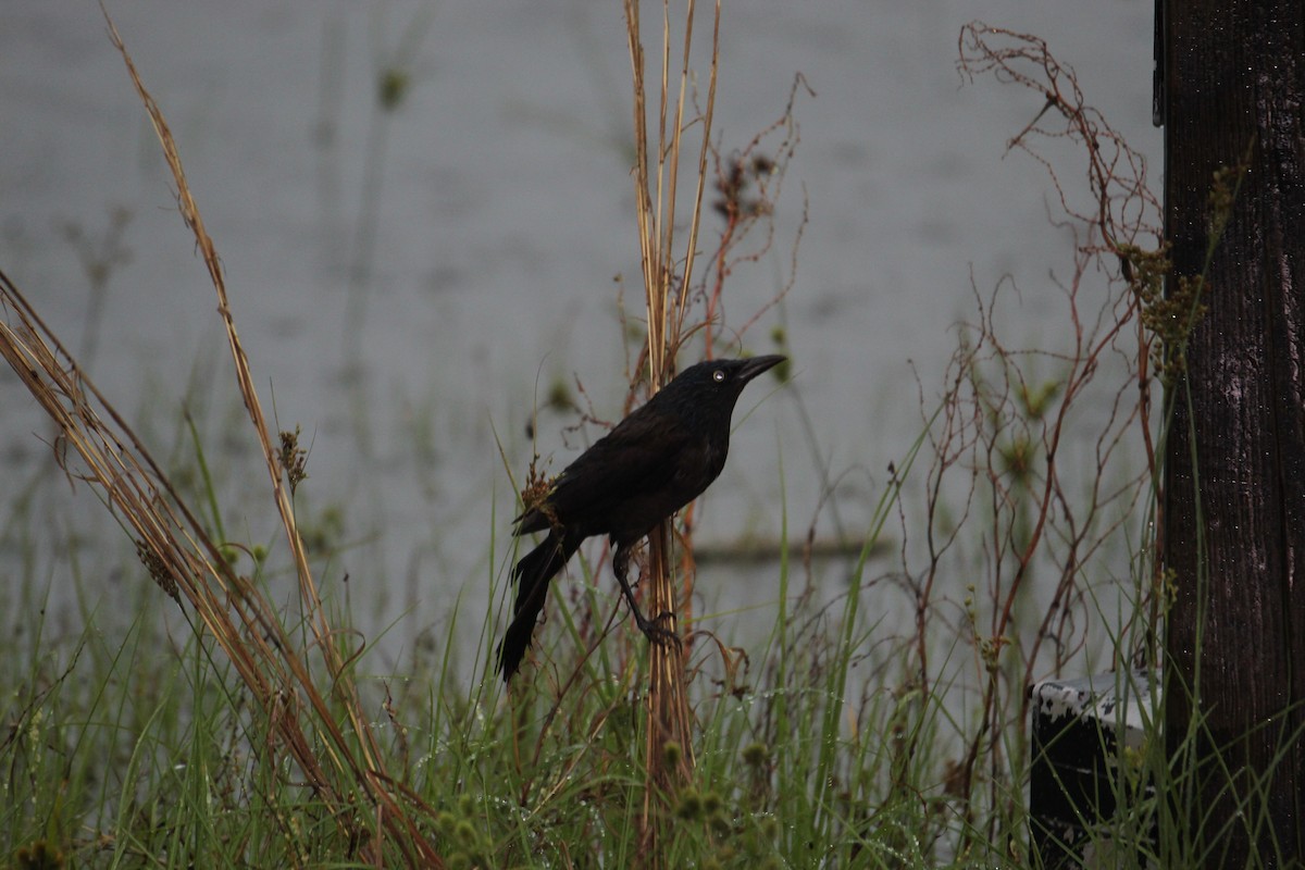 Common Grackle - ML458169521