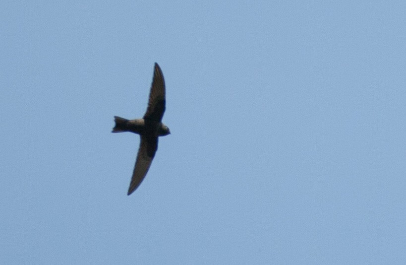 Black Swift - ML45817081